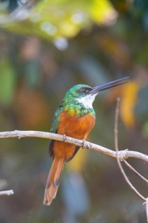Rufous-tailed jacamar (Galbula ruficauda) Pantanal Brazil