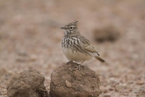 Thekla Lark (Galerida theklae), Morocco