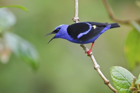 Red-legged Honeycreeper (Cyanerpes cyaneus) perched on a branch in Costa Rica, Central America