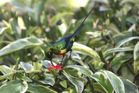 Beautiful Sunbird (Cinnyris pulchellus) male, Lake Baringo, Kenya