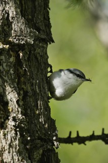 Eurasian Nuthatch (Sitta europaea baicalensis) with insect prey in beak, Buir Lake, Mongolia