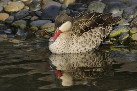 Red-billed Teal (Anas erythrorhyncha), California, USA