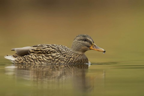 Mallard (Anas platyrhynchos) female, Grisons, Switzerland