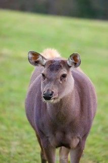 Portrait of a female sambar deer and a stag (Rusa unicolor)