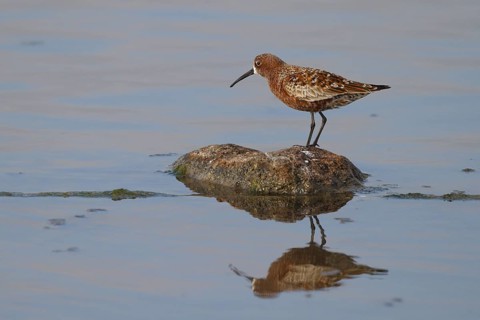 Curlew Sandpiper (Calidris ferruginea), Greece