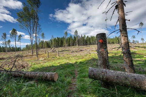 Cleared forest area, forestry, timber trade, near Sunne, Sweden