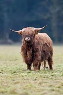 Highland cattle (Bos taurus), adult animal standing in a meadow, Switzerland