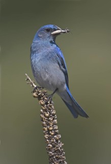 Mountain Bluebird (Sialia currucoides), Oregon, USA