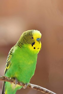 Budgerigar (Melopsittacus undulatus), adult, natural colours, on a branch, portrait, animal