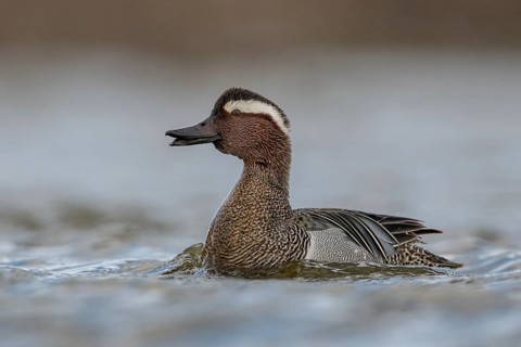 Garganey (Spatula querquedula) male, Schleswig-Holstein, Germany
