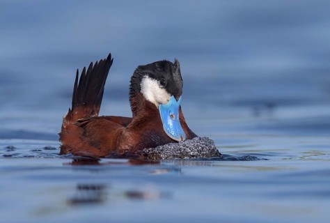 Ruddy Duck (Oxyura jamaicensis) male, British Columbia, Canada