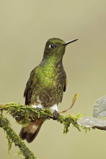 Buff-tailed Coronet (Boissonneaua flavescens), Ecuador