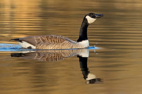 Canada goose, (Branta canadensis), animals, birds, goose, geese, duck family, NSG Wagbachniederung,