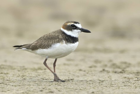 Wilson's Plover (Charadrius wilsonia), Texas, USA