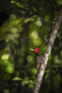 Pale-billed woodpecker in rainforest
