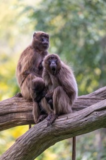 Group of Gelada (Theropithecus gelada), or bleeding-heart monkey sitting on a log grooming each