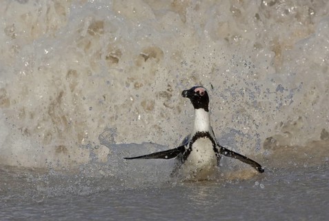 African Penguin (Spheniscus demersus) in surge, Western Cape, South Africa