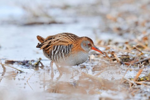 Water rail (Rallus aquaticus) in winter, North Rhine-Westphalia, Germany