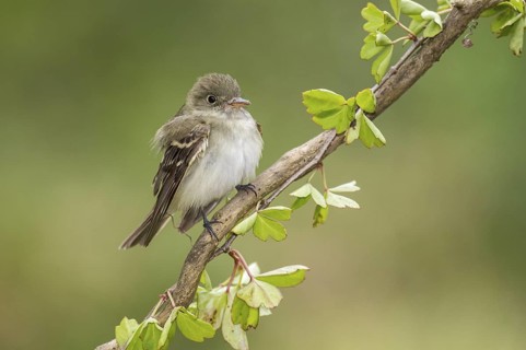 Acadian Flycatcher (Empidonax virescens) perched on a branch, Texas, USA