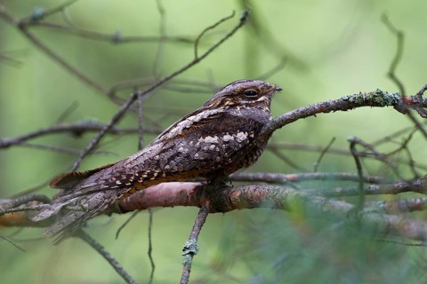 European Nightjar (Caprimulgus europaeus) perched on a branch, Brandenburg, Germany