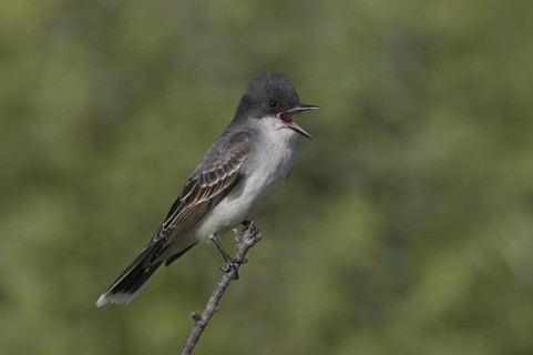 Eastern Kingbird (Tyrannus tyrannus) singing, Montana, USA
