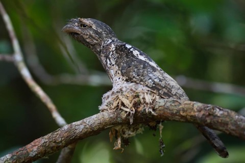 Sunda Frogmouth (Batrachostomus cornutus) male nesting, Sumatra, Indonesia