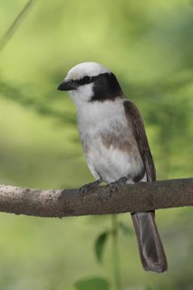 Northern White-crowned Shrike (Eurocephalus ruppelli), Lake Baringo, Kenya