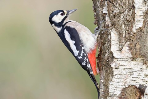 Great spotted woodpecker (Dendrocopus major), female, foraging on the trunk of a common birch