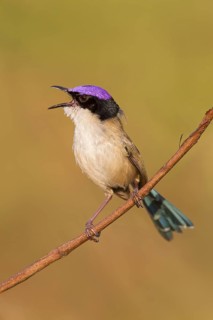 Purple-crowned Fairywren (Malurus coronatus) male singing, Western Australia, Australia