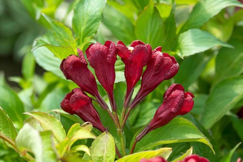 Weigelie (Weigela CHERRY LOVE), An den Dorfwiesen 9, Germany