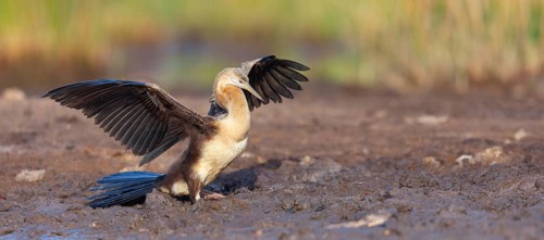African darter (Anhinga rufa), Marakissa River Camp / Canoe tri, Marakissa, South Bank, Gambia