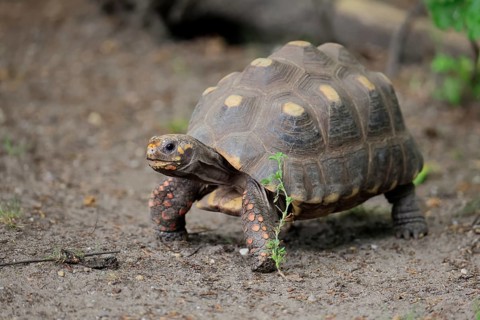 Coal turtle (Geochelone carbonaria), adult, foraging, running, South America