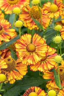 Sunflower (Helenium 'Can Can'), RHS Garden Bridgewater, Great Britain