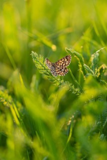 Close-up of a butterfly on a fern leaf in natural light with a sharp wing pattern, Gechingen, Black