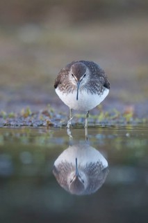 Green Sandpiper (Tringa ochropus) foraging, North Rhine-Westphalia, Germany