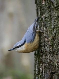 Eurasian Nuthatch (Sitta europaea), Berlin, Germany