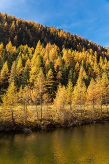 Fall foliage seen from the Malta Hochalm road. Carithia, Austria