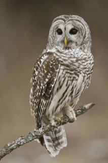 Barred Owl (Strix varia), Ontario, Canada