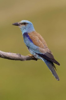 European Roller (Coracias garrulus) male, Hajdu-Bihar, Hungary