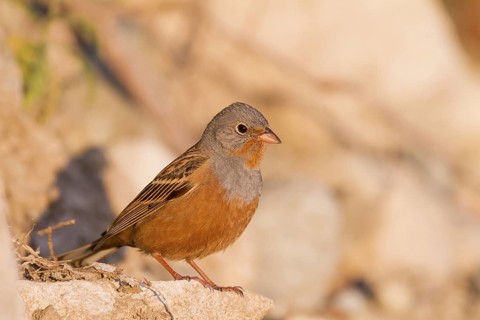 Cretzschmar's Bunting - Grauortolan - Emberiza caesia, Cyprus, adult male