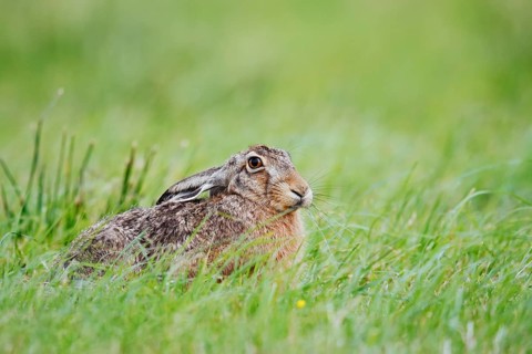 European hare (Lepus europaeus) sitting in a meadow, North Rhine-Westphalia, Germany