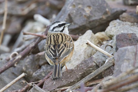 Rock Bunting -Zippammer - Emberiza cia ssp. cia, Germany, adult male