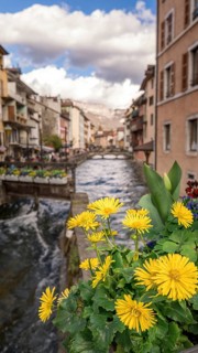 A charming scene along a canal in Annecy, France, featuring cheerful yellow flowers in the