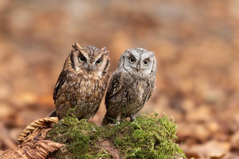 Eurasian Scops Owl (Otus scops) & Tropical Screech Owl (Megascops choliba) captive, Bavaria,