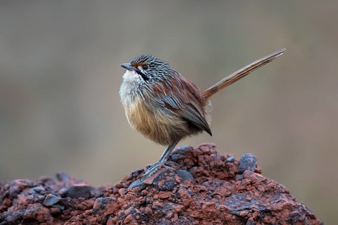 Striated Grasswren (Amytornis striatus whitei) perched on a rock, Western Australia, Australia