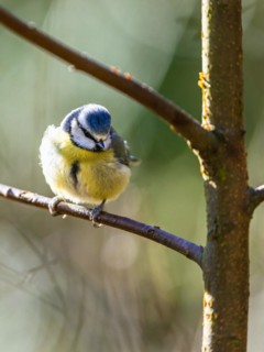 Blue Tit, Cyanistes Caeruleus, bird in forest at winter