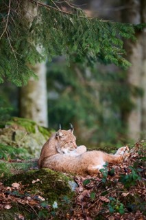 Eurasian lynx (Lynx lynx) lying in the forest, Bavaria, Germany