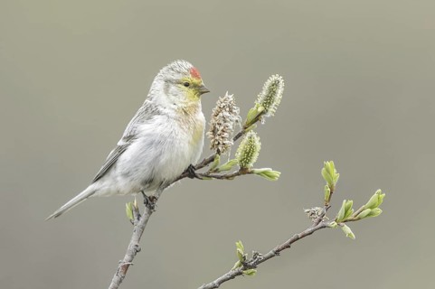 Arctic Redpoll (Acanthis hornemanni), Alaska, USA