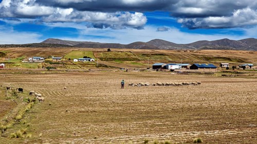 Shepherd with flock in a vast field on a cloudy day, The villages and countryside near Puno in Peru