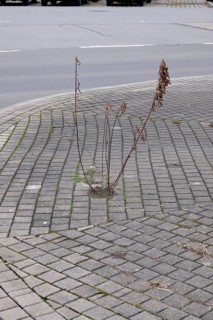Inadequate urban greening, Winter, Germany